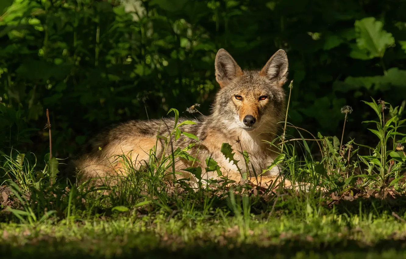 Photo wallpaper grass, look, face, stay, wolf, lies, the bushes, coyote
