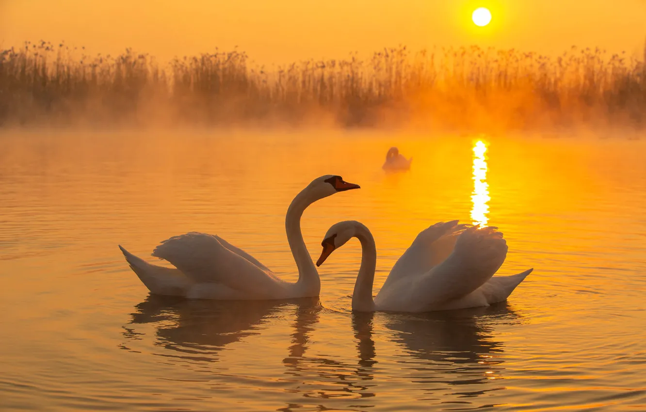 Photo wallpaper sunset, bird, pair, swans, pond, two swans