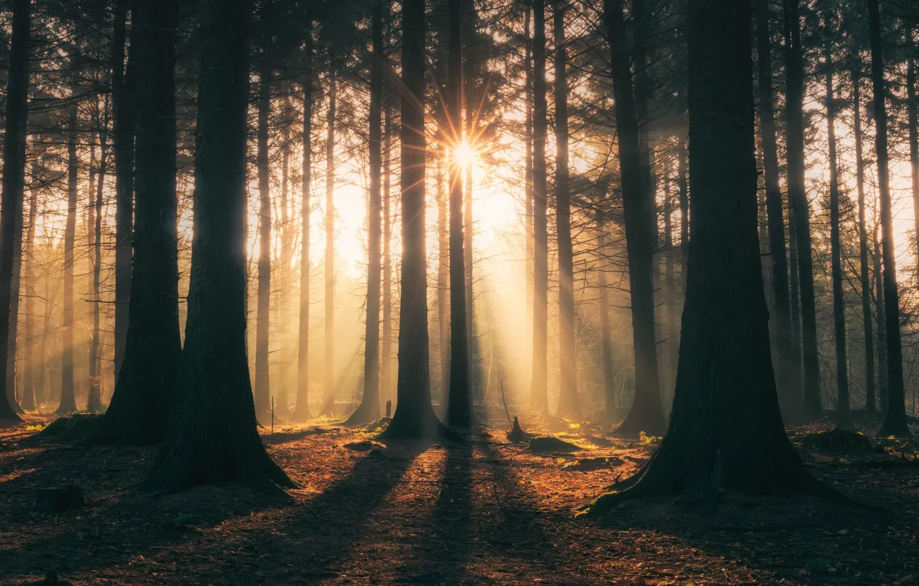 Photo wallpaper forest, the sun, rays, trees, nature, fog, shadow, morning