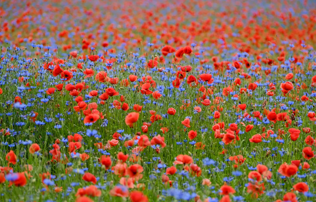 Photo wallpaper summer, flowers, blue, red, Maki, cornflowers, poppy field