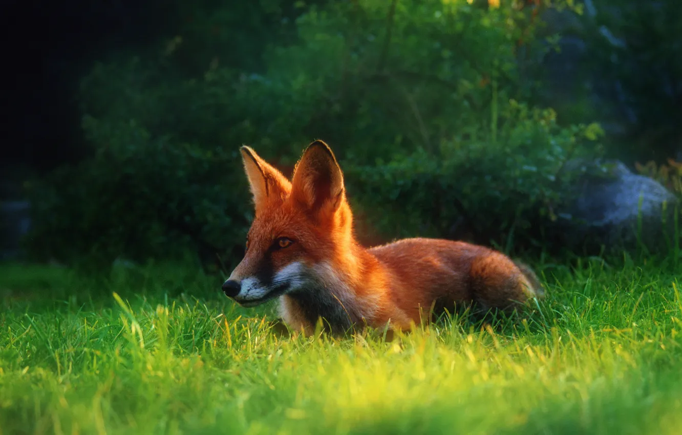Photo wallpaper grass, Fox, red