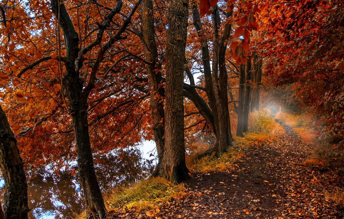 Photo wallpaper autumn, forest, leaves, trees, nature, fog, lake, reflection