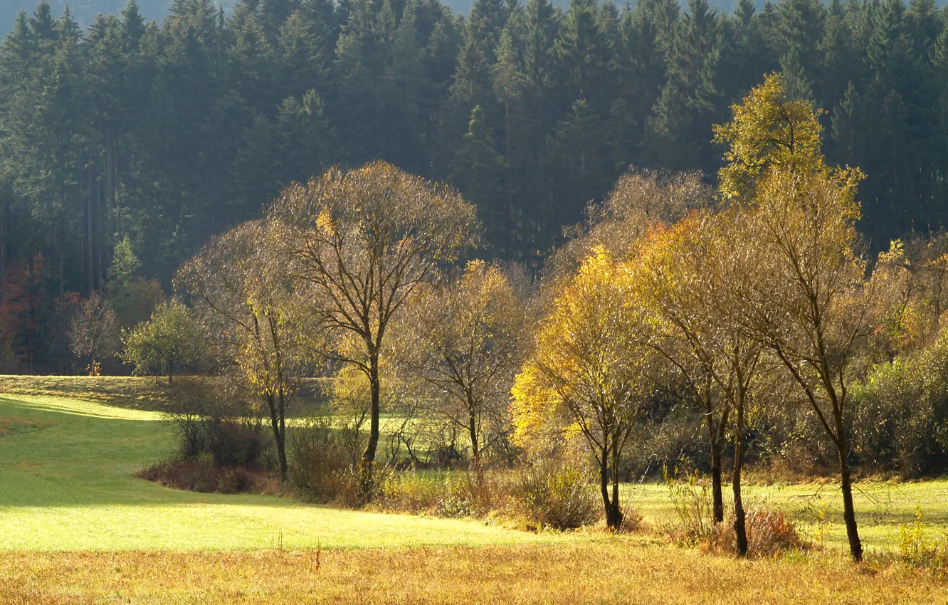 Photo wallpaper field, forest, trees, glade, Autumn, needles