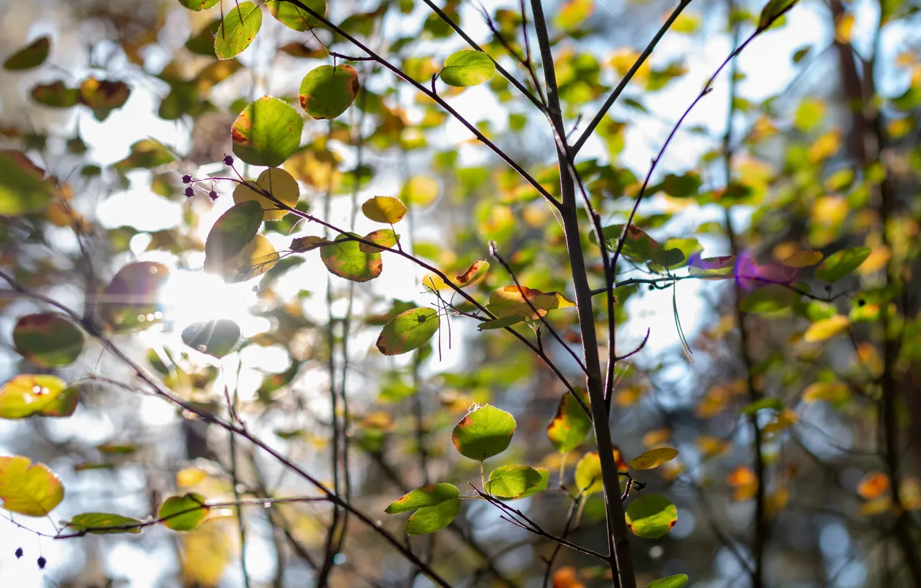 Photo wallpaper autumn, forest, the sun, nature, Bush