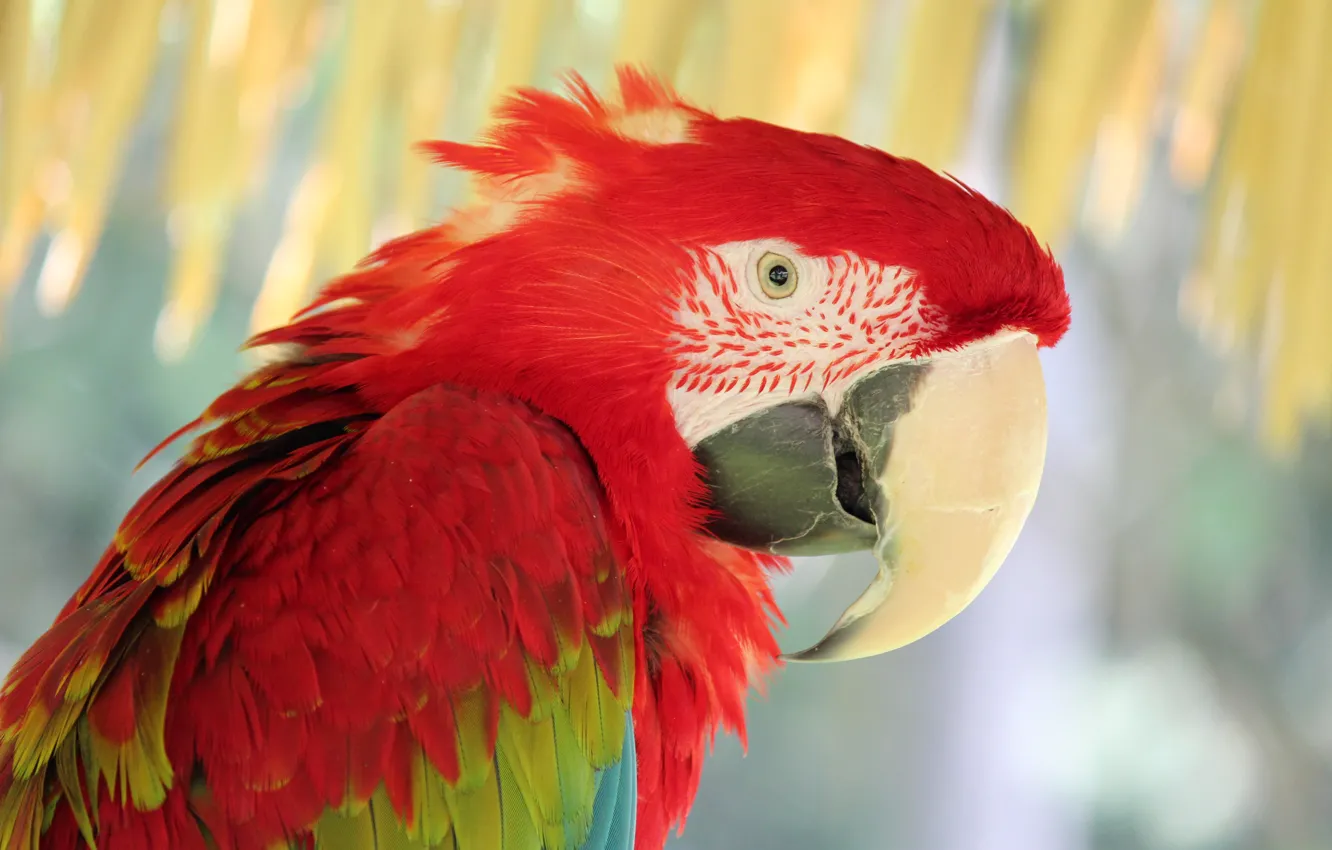 Photo wallpaper red, bird, parrot, Ara