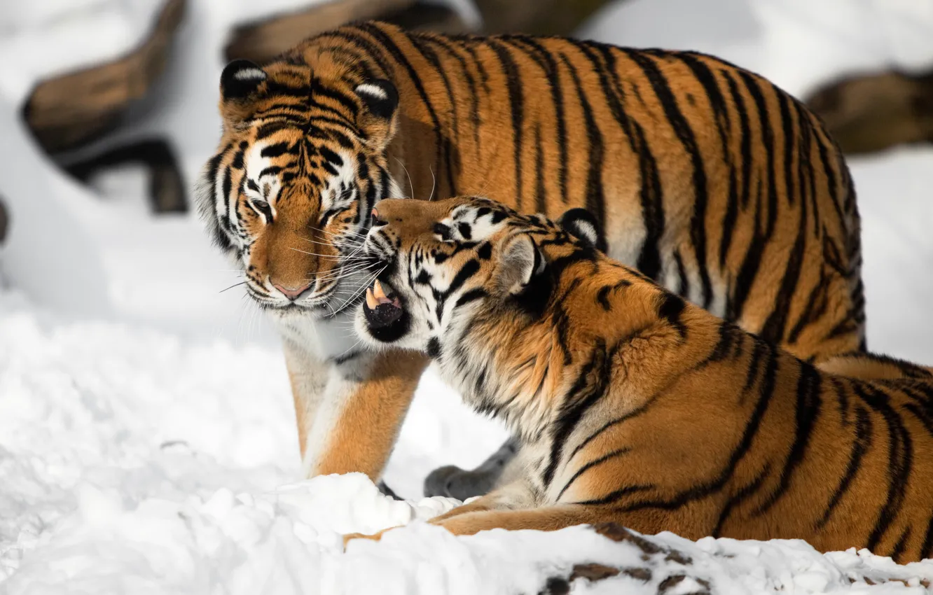 Photo wallpaper cat, snow, tiger, pair, fangs, Amur