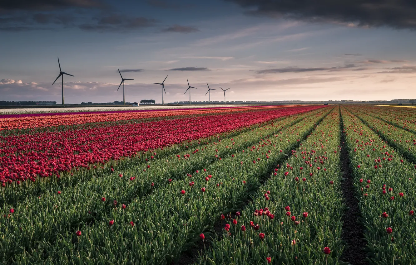 Photo wallpaper nature, tulips, windmills