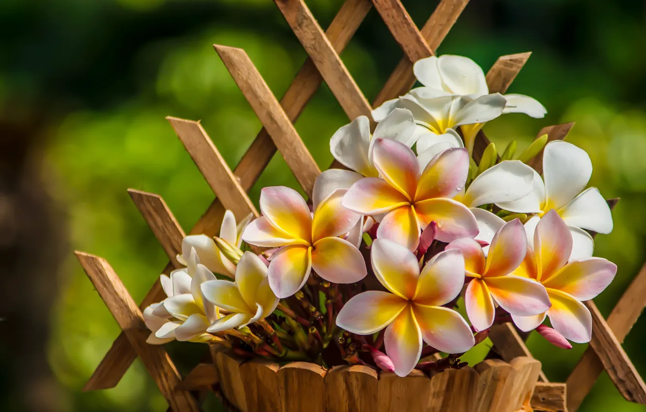 Photo wallpaper flowers, plumeria, pots, trellis