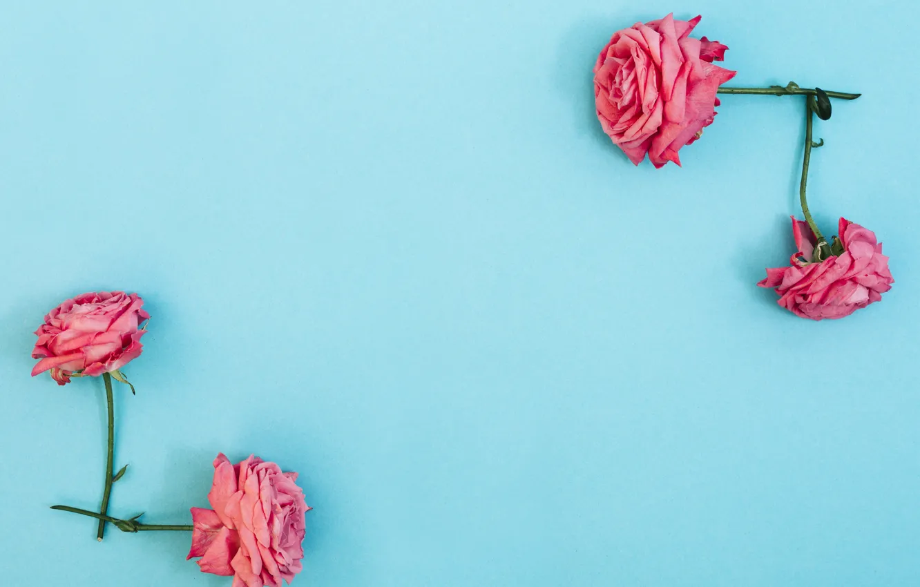 Photo wallpaper flowers, roses, pink, pink, flowers, beautiful, blue background, roses