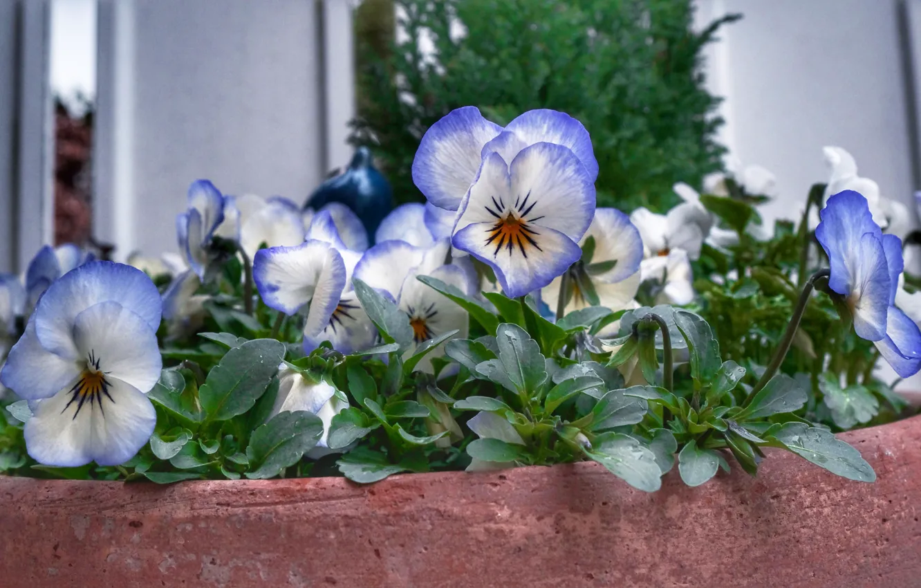Photo wallpaper flowers, garden, blue, white, Pansy, flowerbed, bokeh, viola