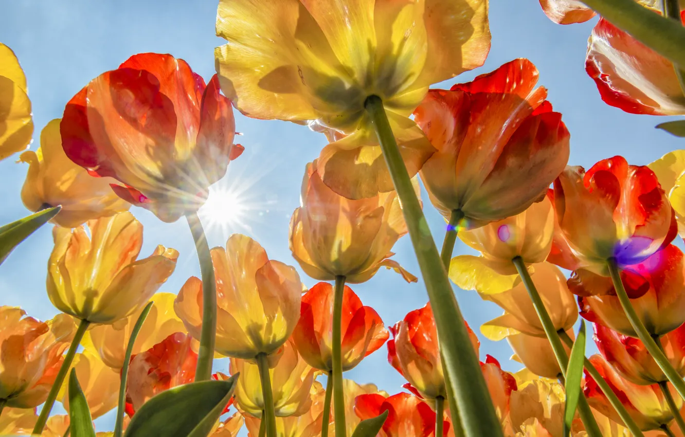 Photo wallpaper the sky, the sun, tulips, buds