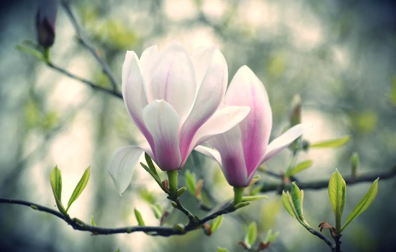 Photo wallpaper flowers, branch, Magnolia, pink and white