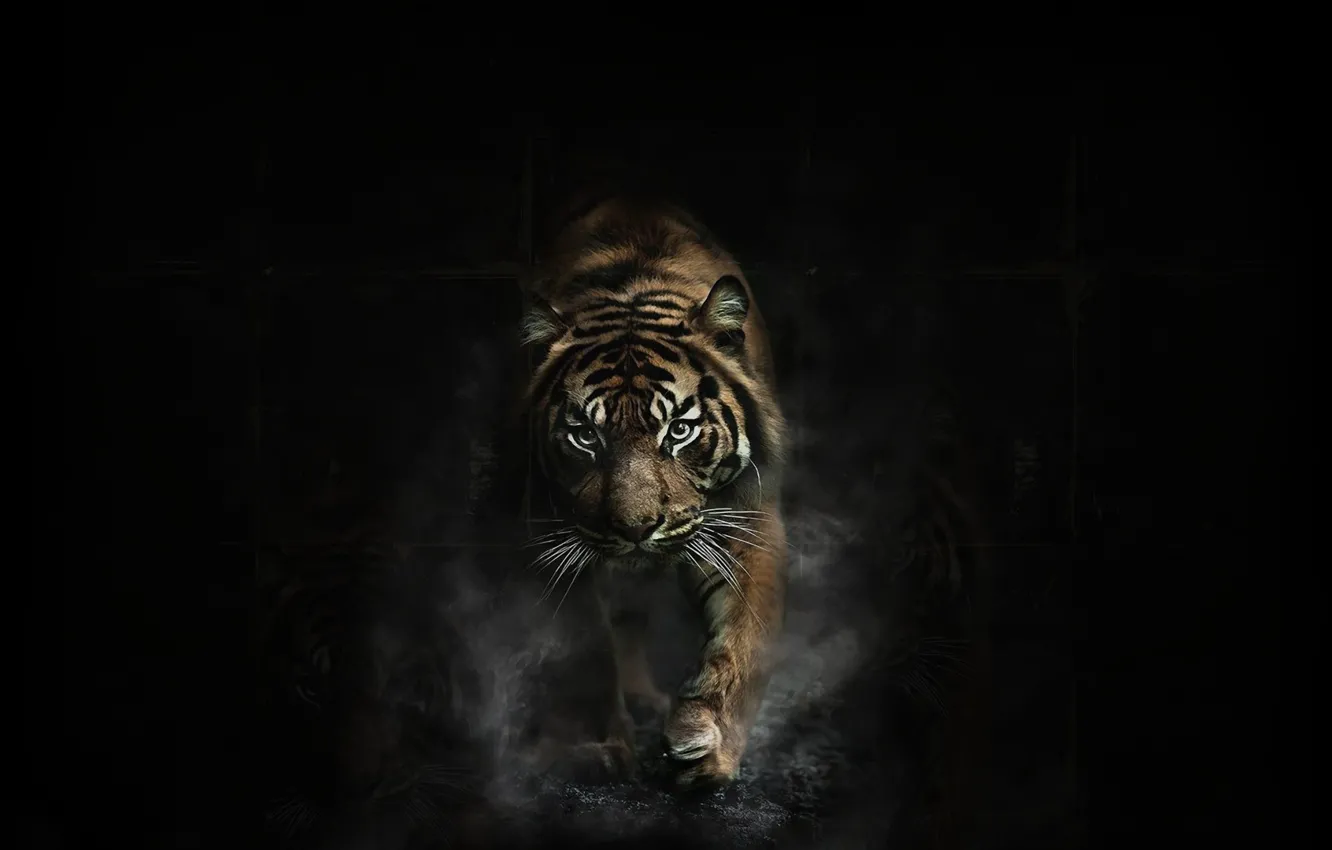 Photo wallpaper dark, tiger, animal
