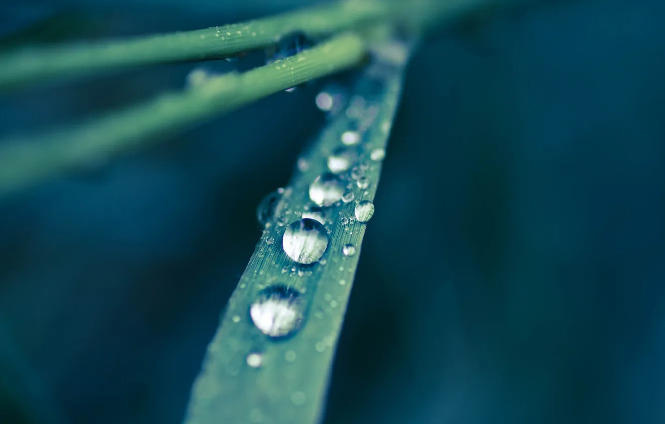 Photo wallpaper greens, grass, drops, macro, nature
