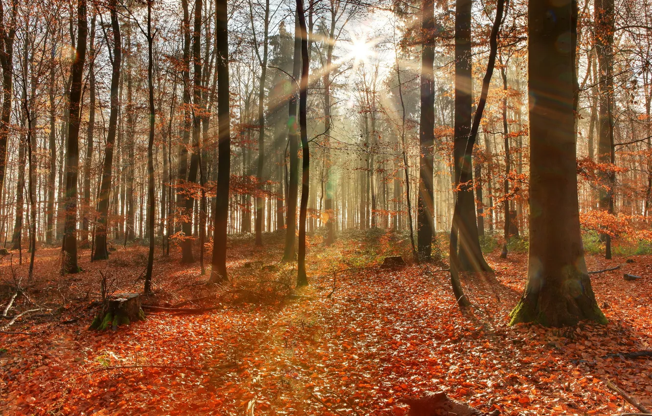 Photo wallpaper autumn, forest, trees