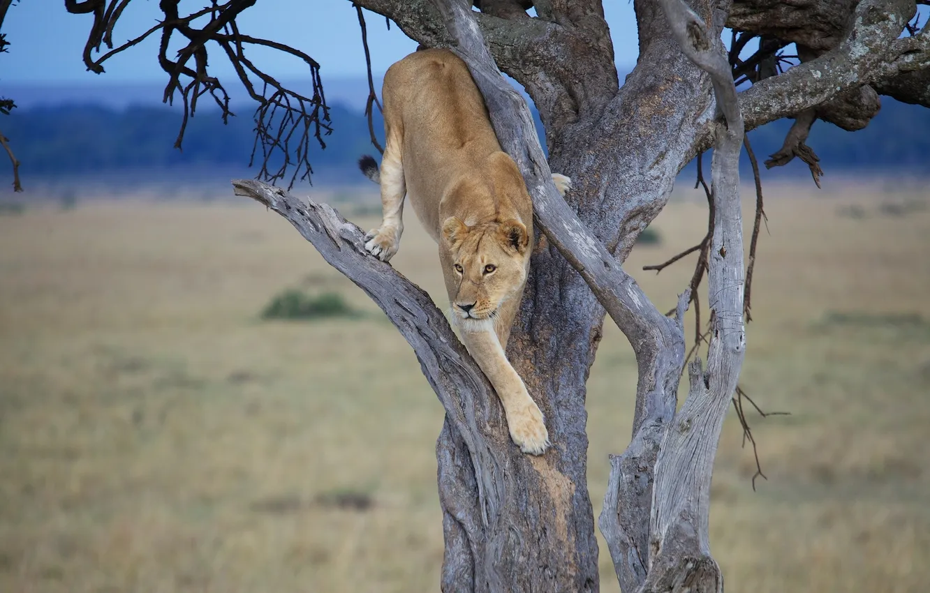 Photo wallpaper tree, lioness, wild cat