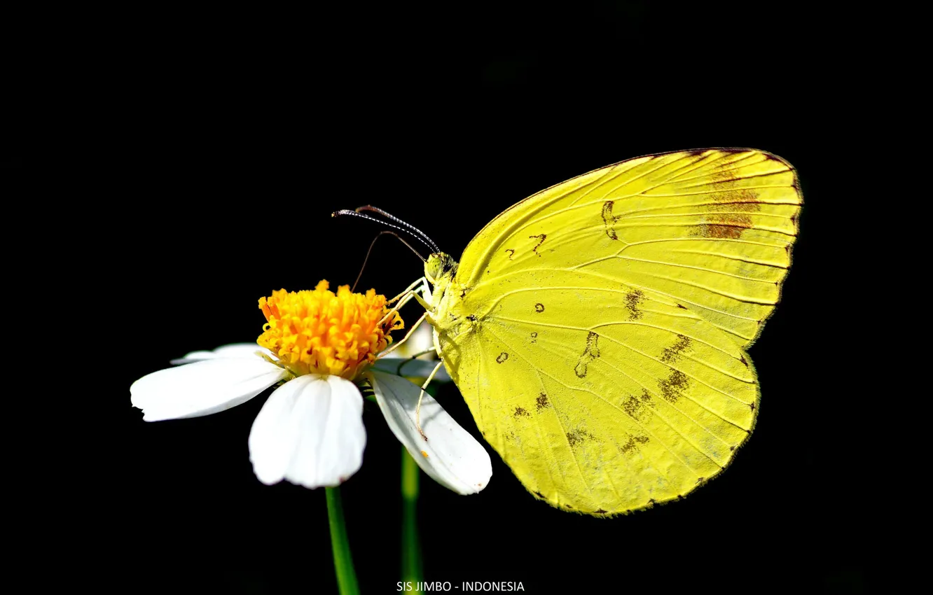 Photo wallpaper butterfly, black background, yellow butterfly