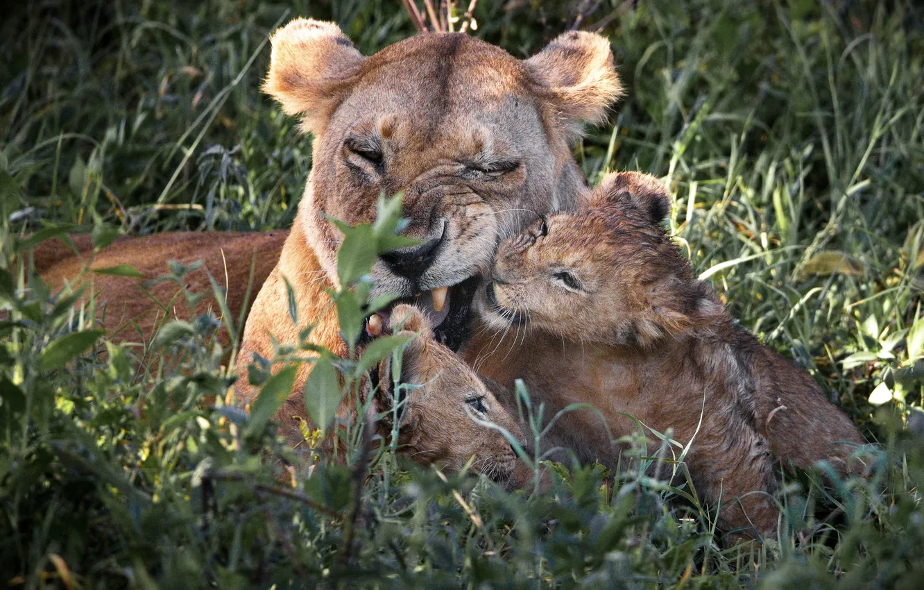 Photo wallpaper grass, lioness, Cub, felines