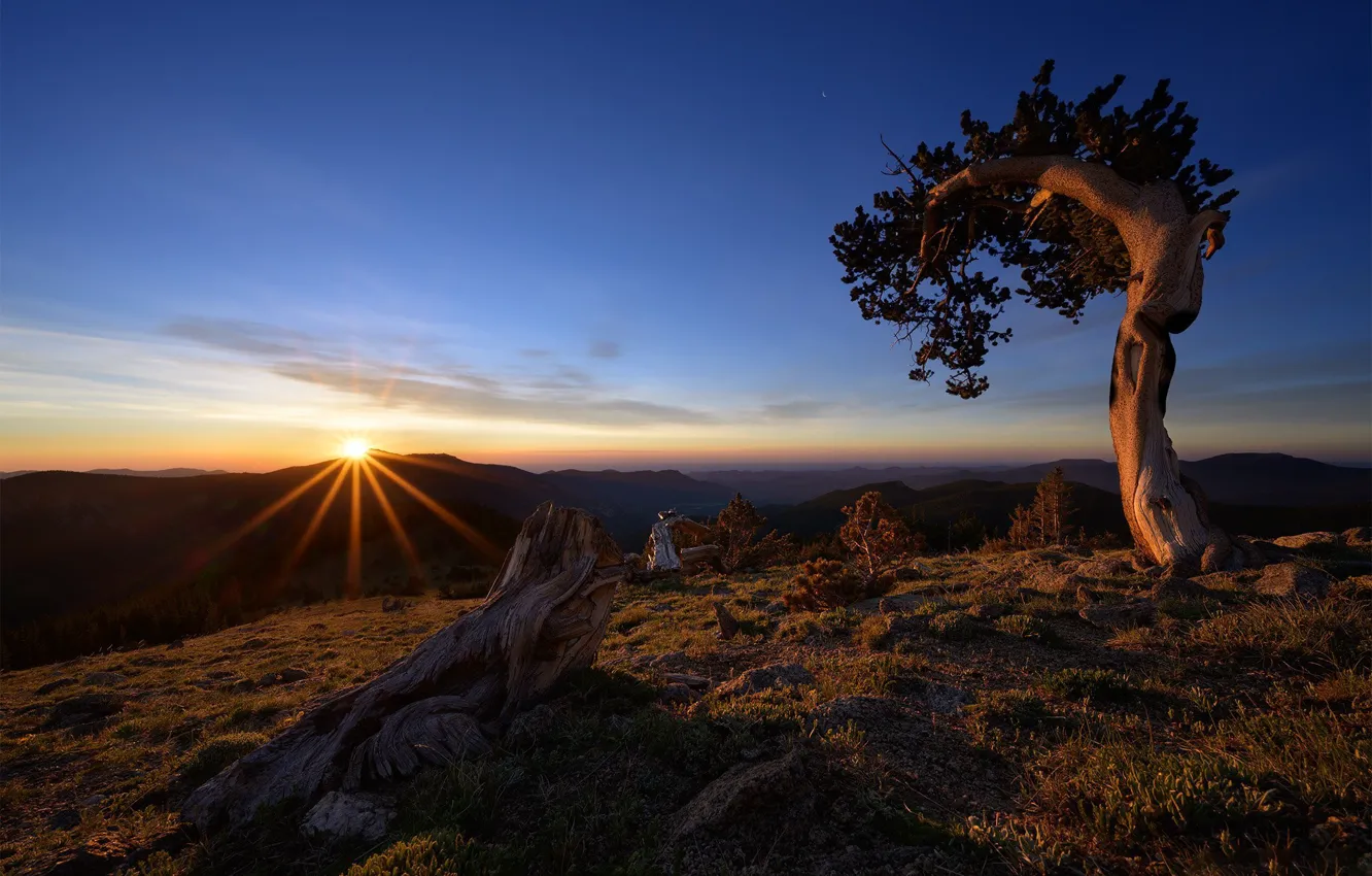 Photo wallpaper tree, dawn, morning, USA, snag, Colorado