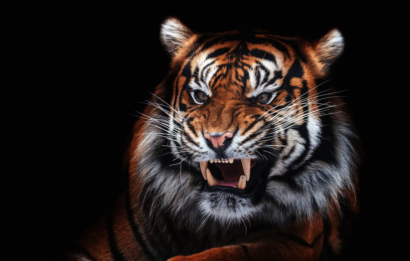 Photo wallpaper eyes, look, face, close-up, tiger, portrait, mouth, fangs