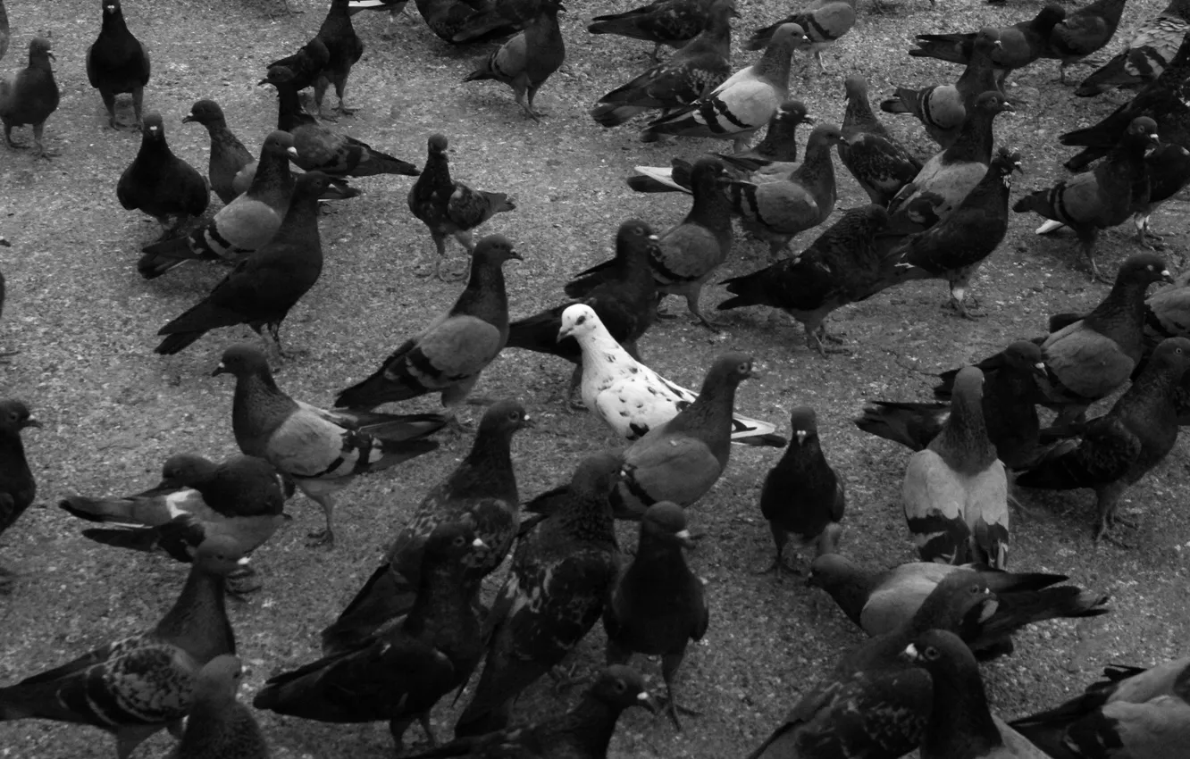 Photo wallpaper bird, pack, pigeons, photos