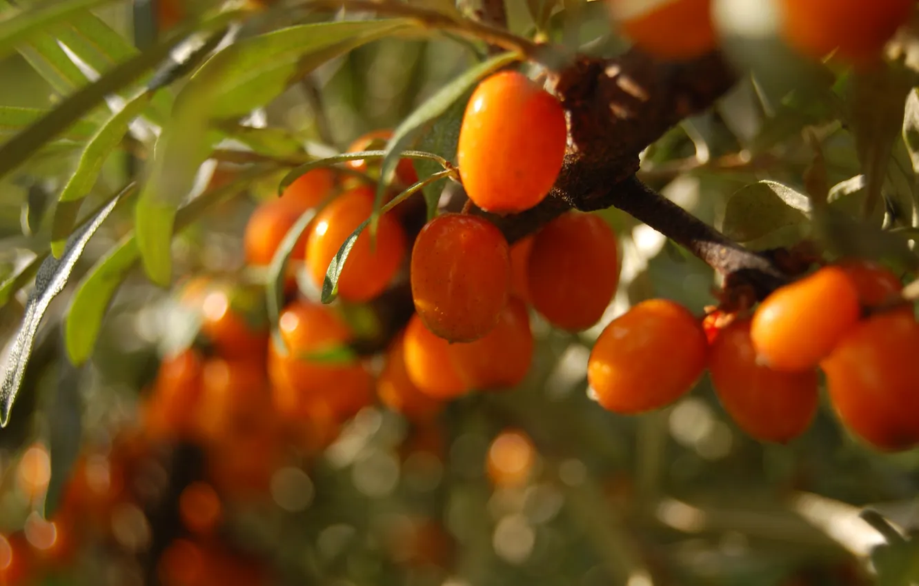 Photo wallpaper macro, light, branches, berries, bokeh, sea buckthorn
