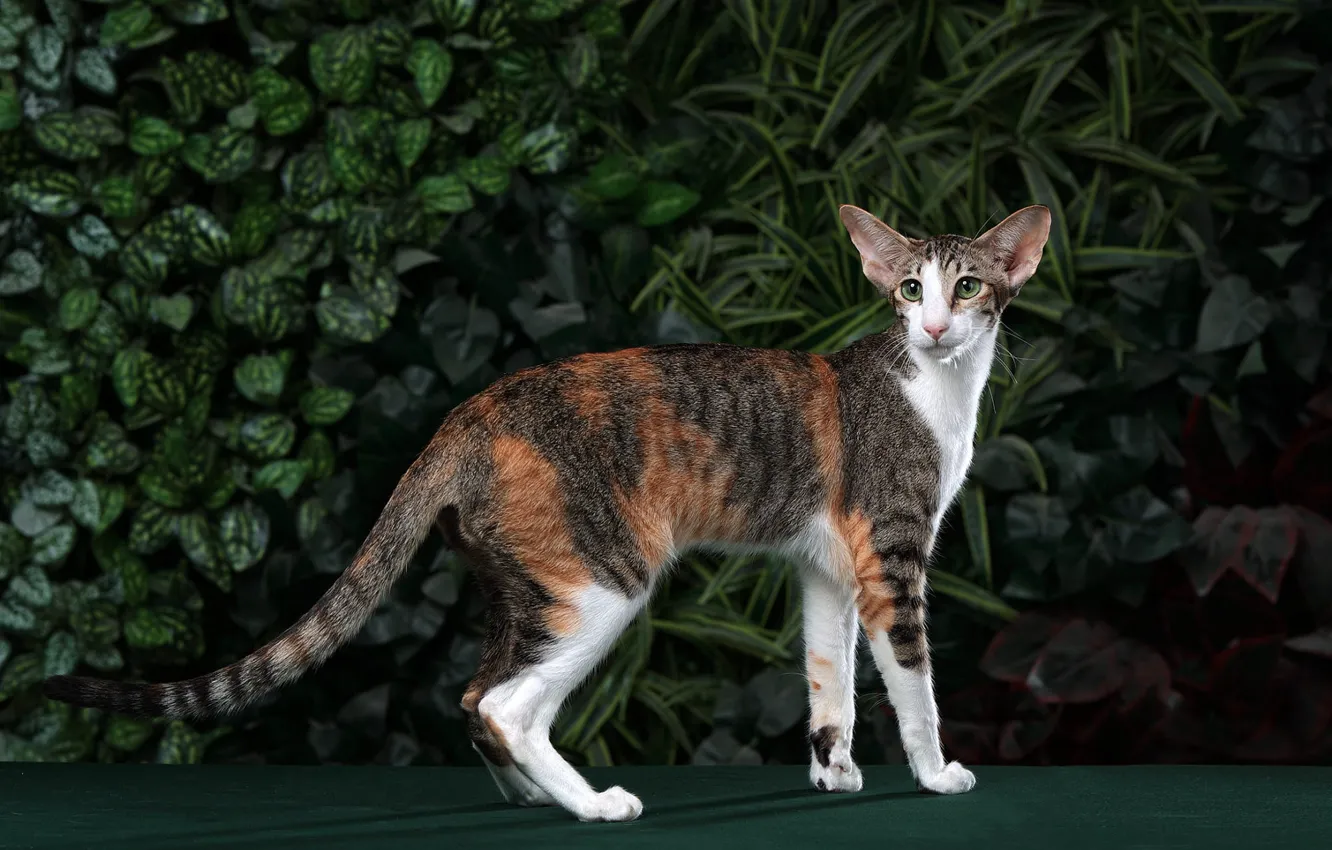 Photo wallpaper cat, cat, look, pose, foliage, is, Oriental, oriental cat