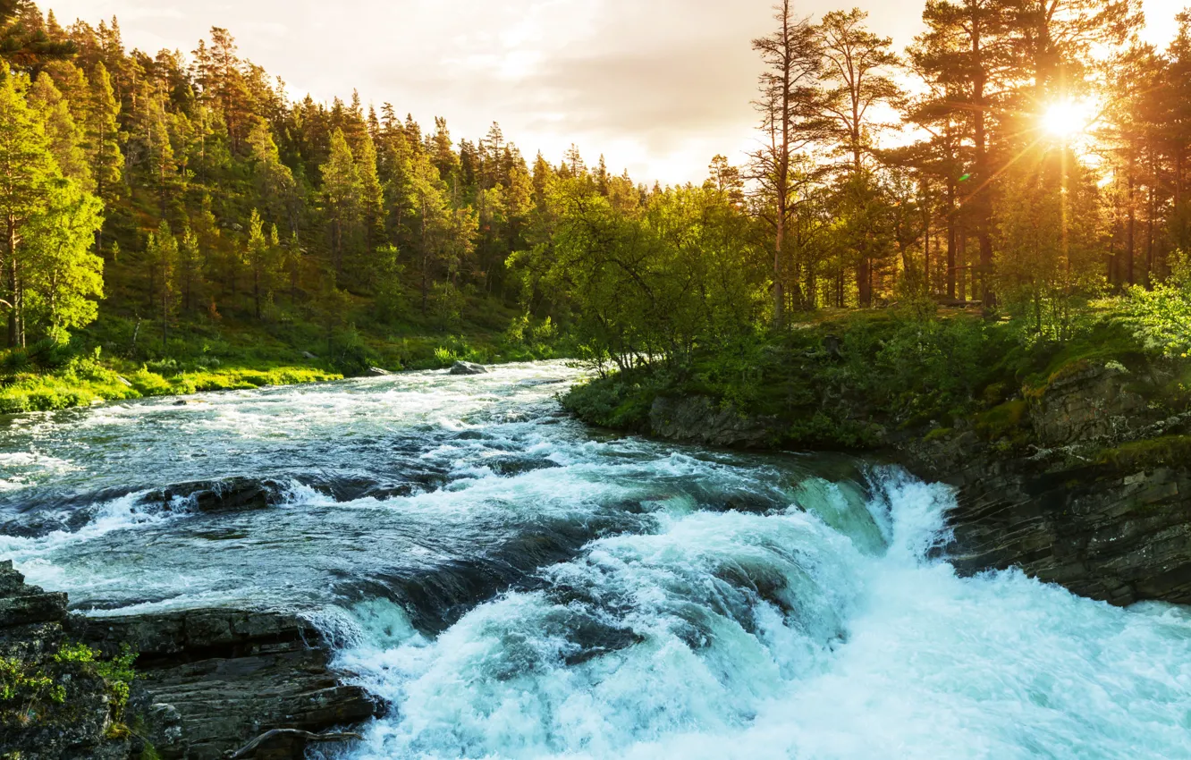 Photo wallpaper forest, the sky, the sun, trees, river, thresholds