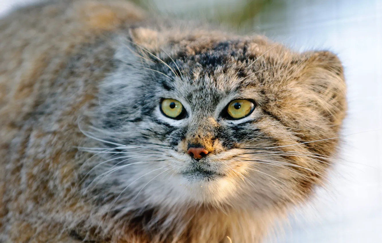 Photo wallpaper cat, look, face, manul