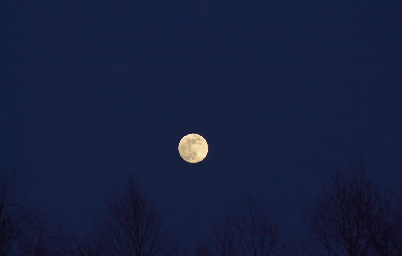 Photo wallpaper the sky, trees, night, nature, the moon, the evening, silhouette, twilight