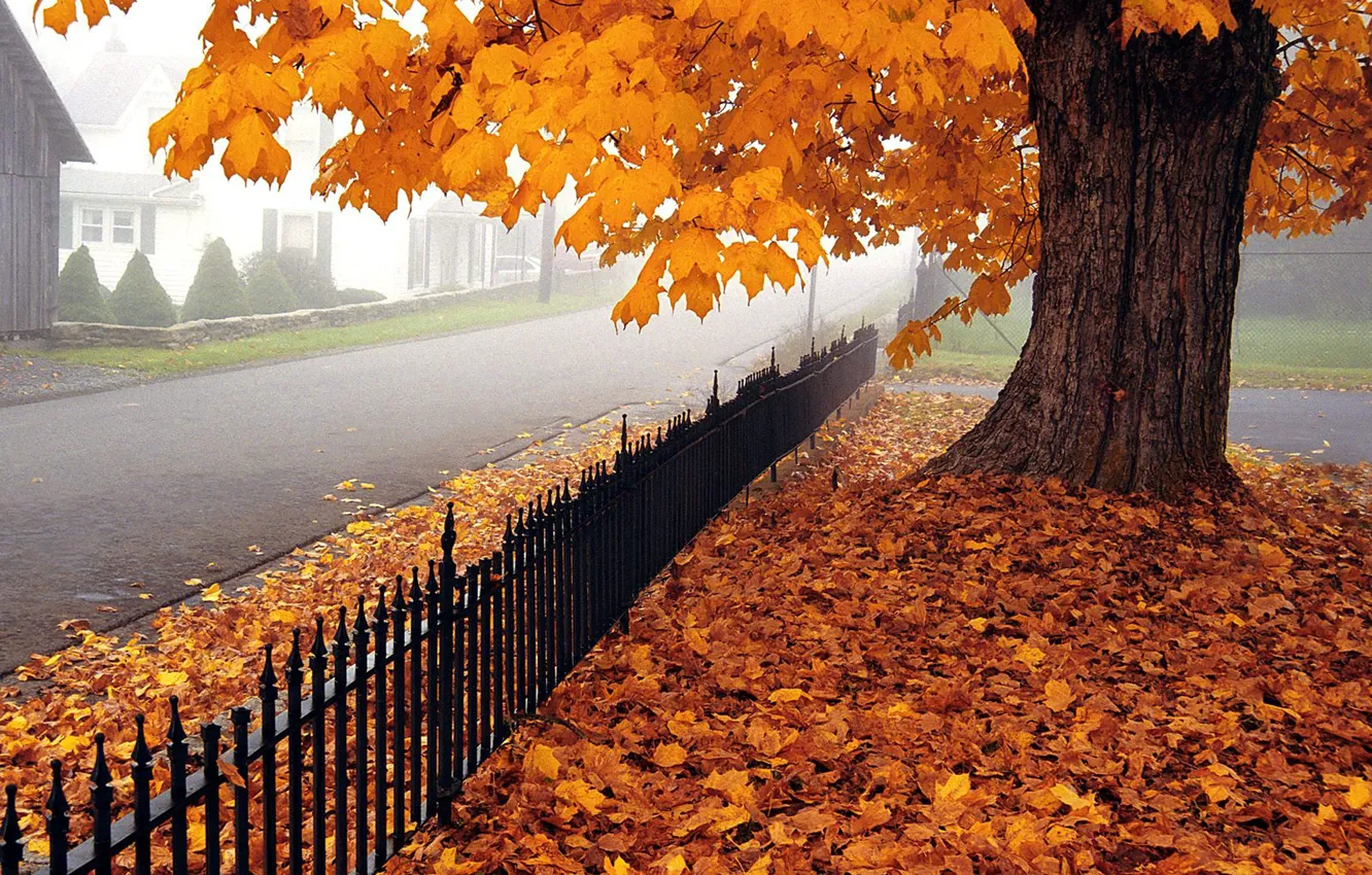 Photo wallpaper autumn, trees, street
