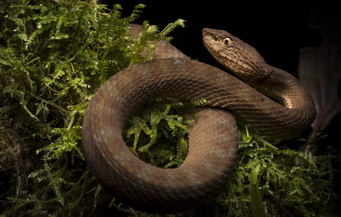 Photo wallpaper nature, snake, reptile, cold-blooded animal