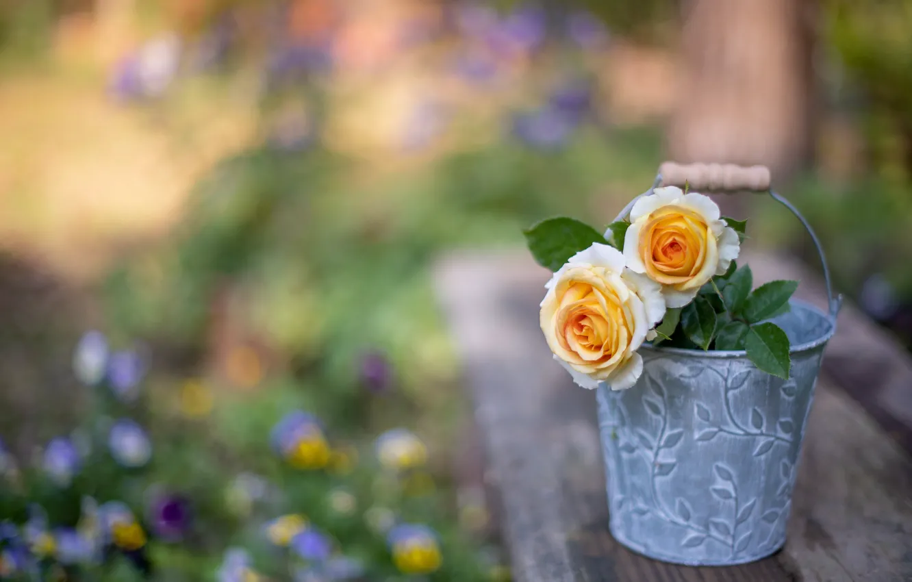 Photo wallpaper flowers, roses, bucket