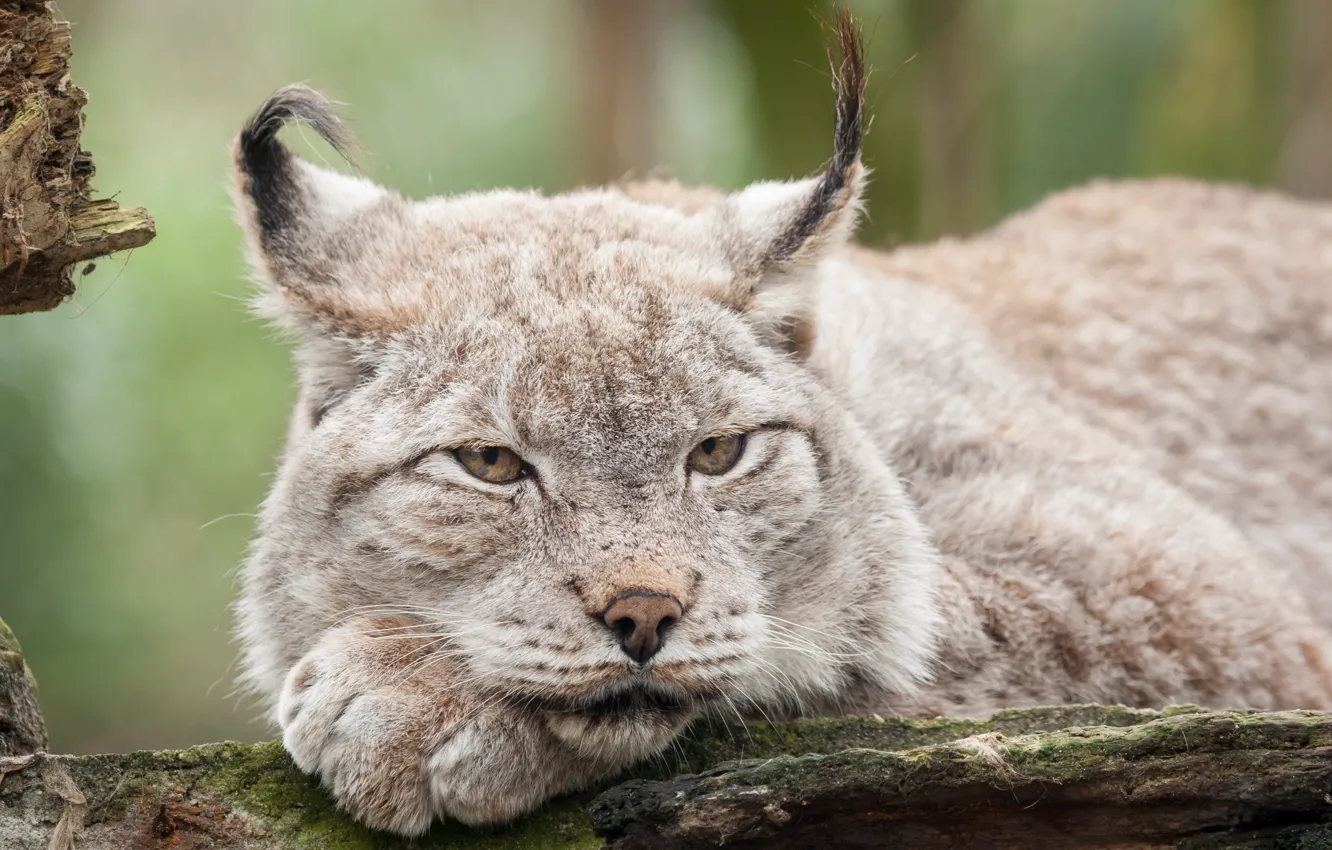 Photo wallpaper cat, look, face, lynx