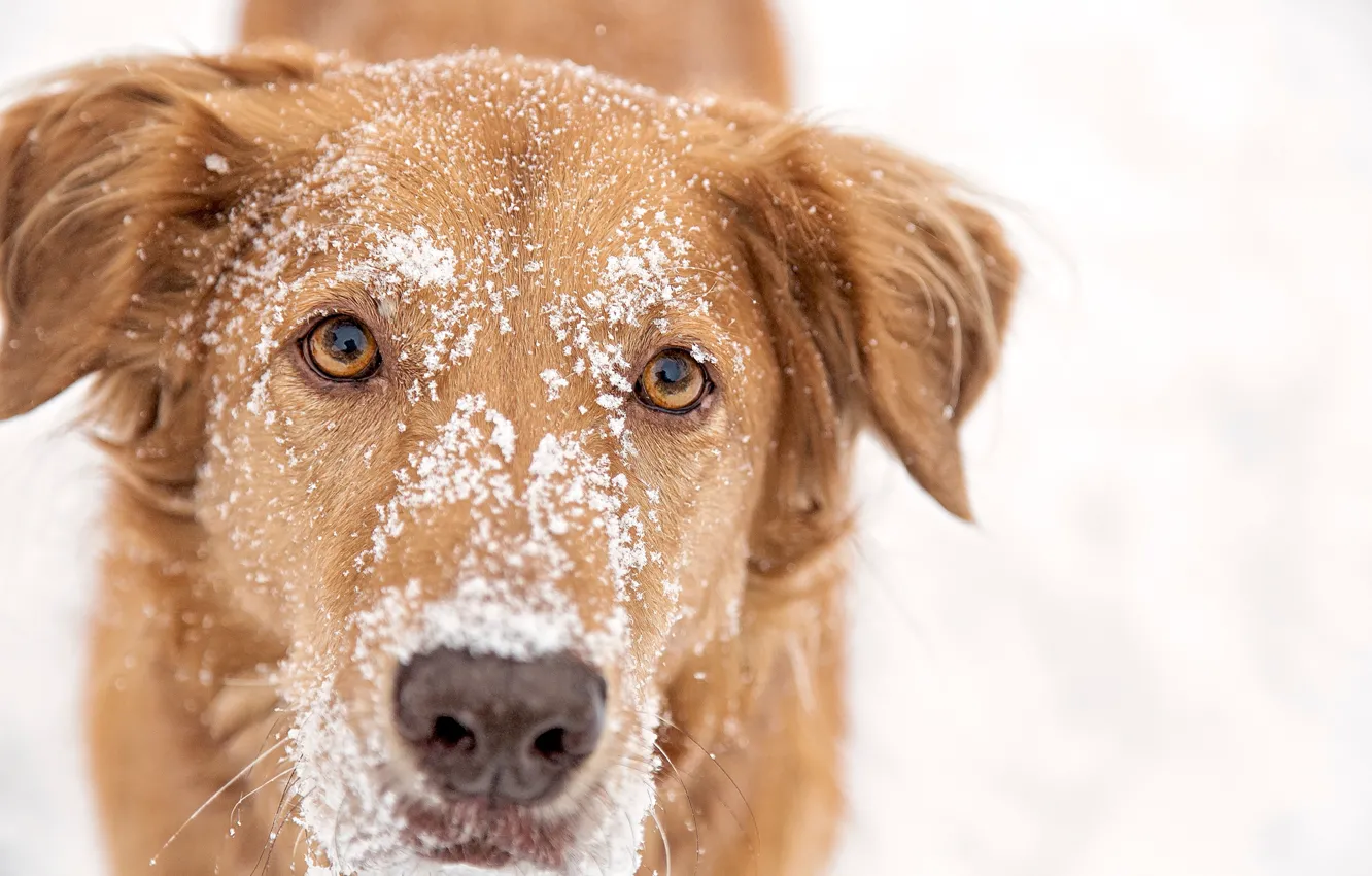 Photo wallpaper snow, red, dog