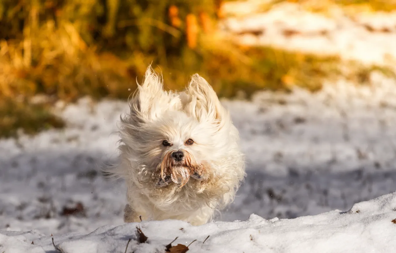 Photo wallpaper winter, snow, each, dog