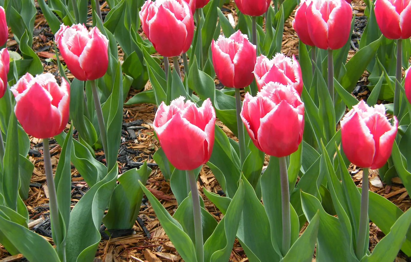 Photo wallpaper hairy, tulips, a lot, barbed, Terry fringed tulips