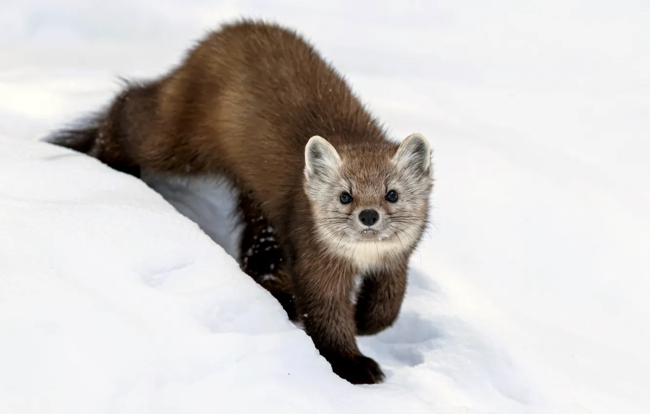 Photo wallpaper winter, snow, Canada, bokeh, marten, American Pine Marten, Algonquin Provincial Park