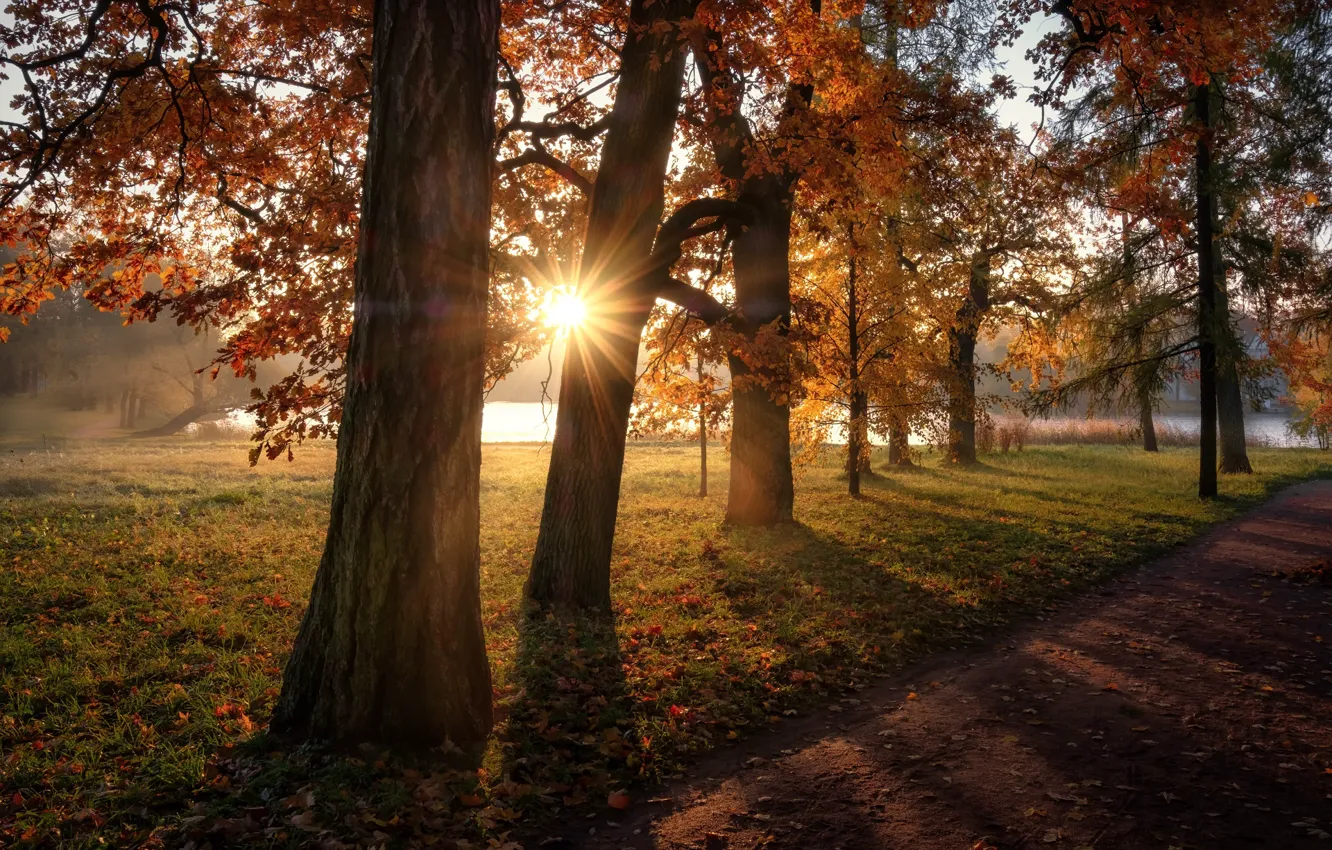 Photo wallpaper autumn, the sun, rays, trees, landscape, nature, pond, Park