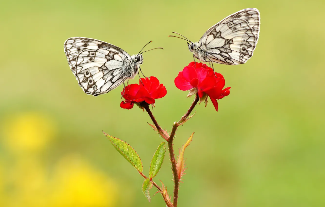 Photo wallpaper macro, butterfly, flowers, insects, background, butterfly, two, roses