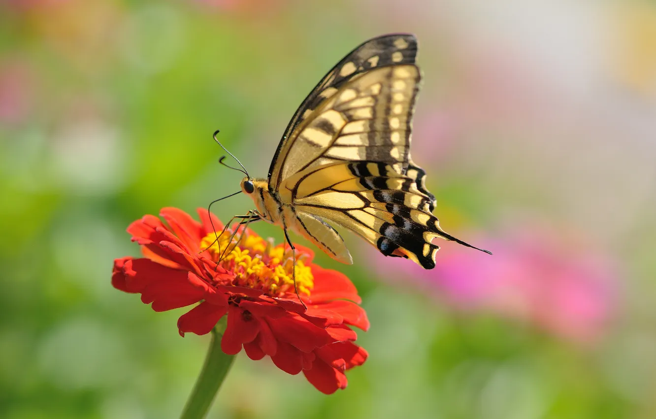 Photo wallpaper macro, flowers, butterfly