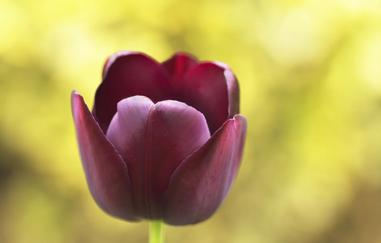 Photo wallpaper macro, flowers, nature, tulips