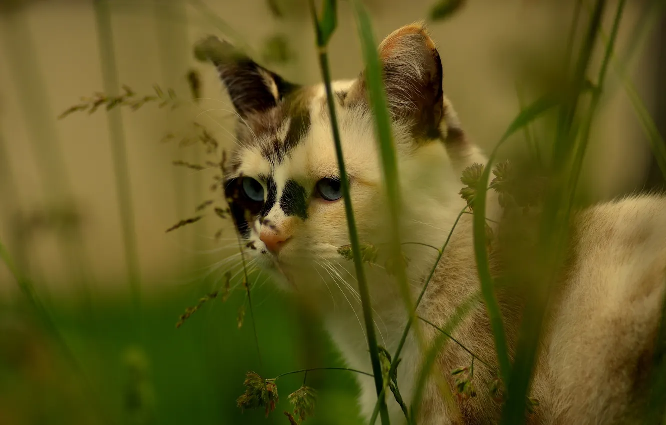 Photo wallpaper cat, muzzle, grass