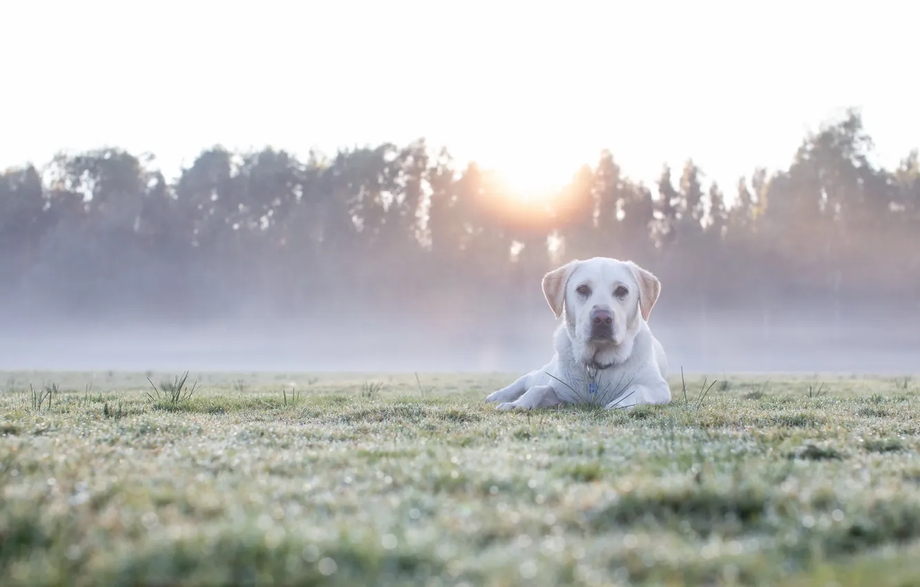 Photo wallpaper field, look, light, nature, fog, each, dog, morning