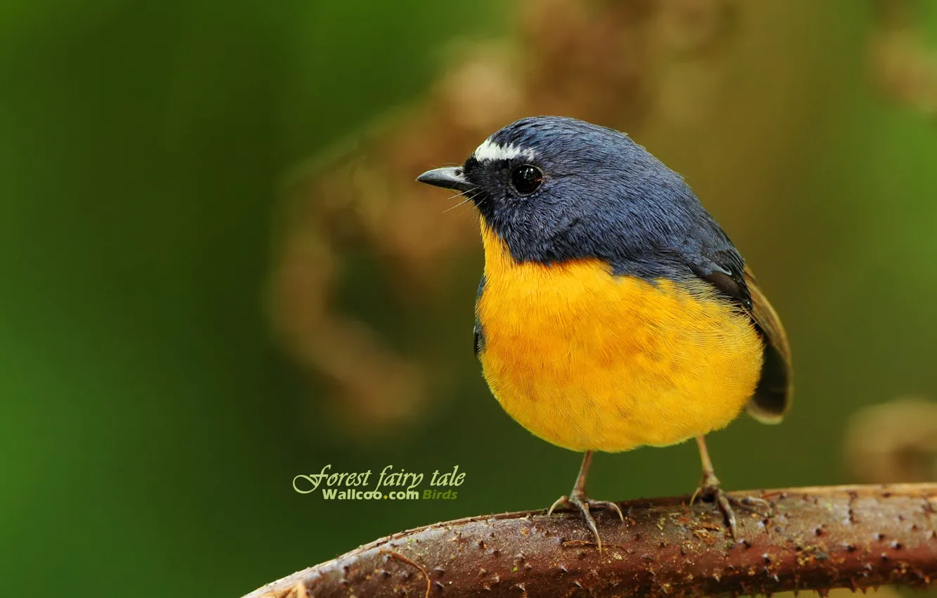 Photo wallpaper forest, bird, leaves, tree, color, spring, Beautifull, BURST