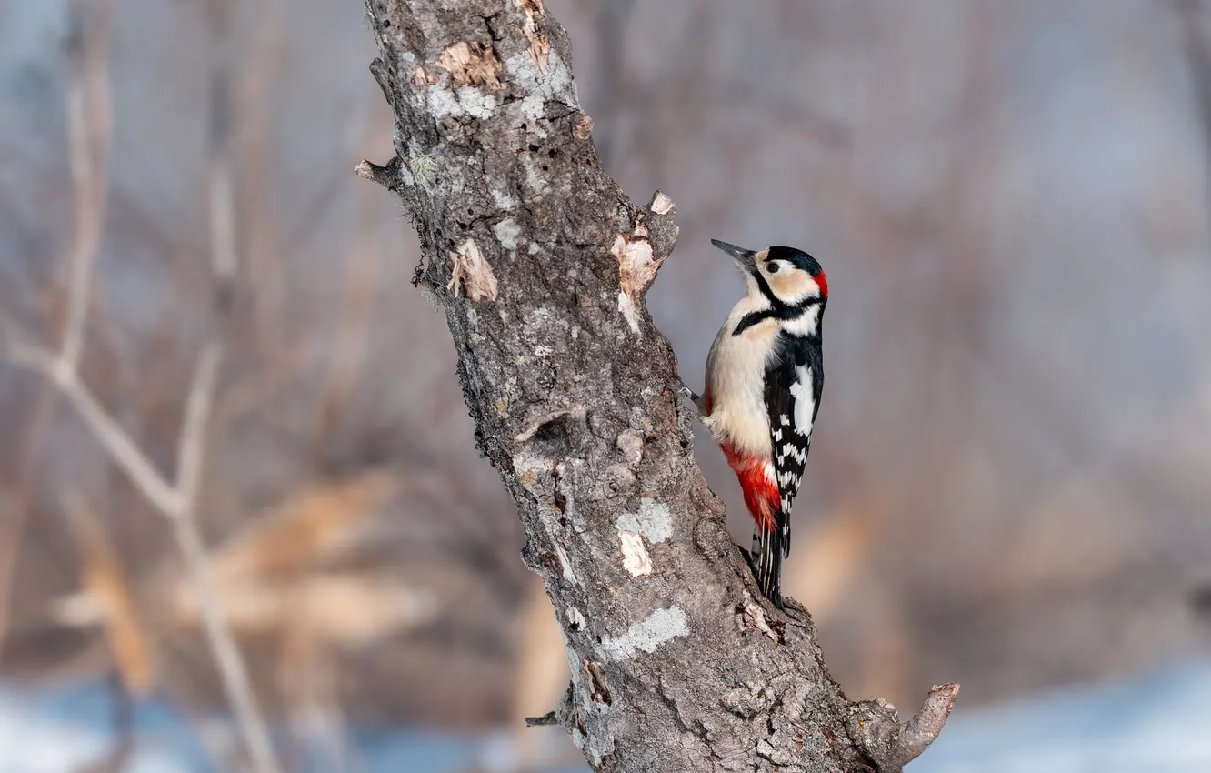 Photo wallpaper trees, bird, woodpecker