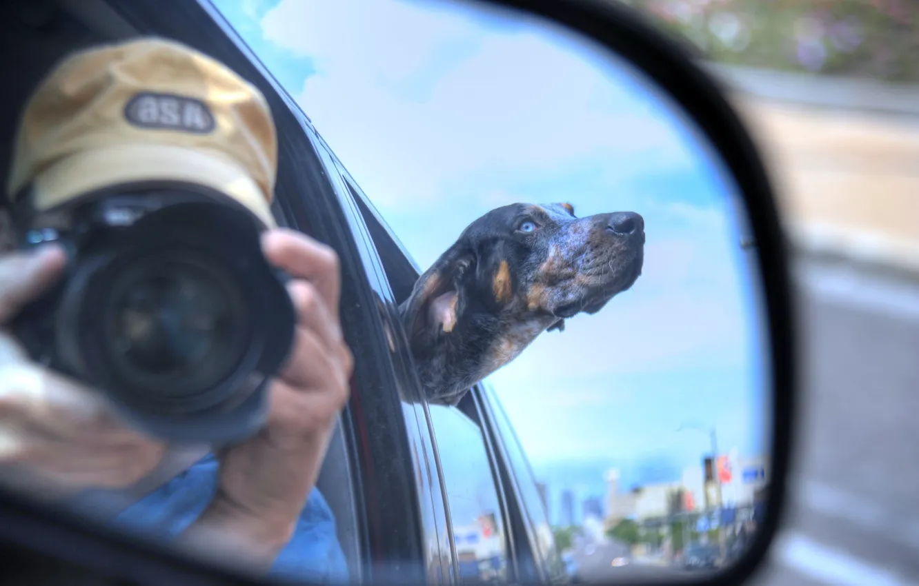 Photo wallpaper dog, mirror, photographer