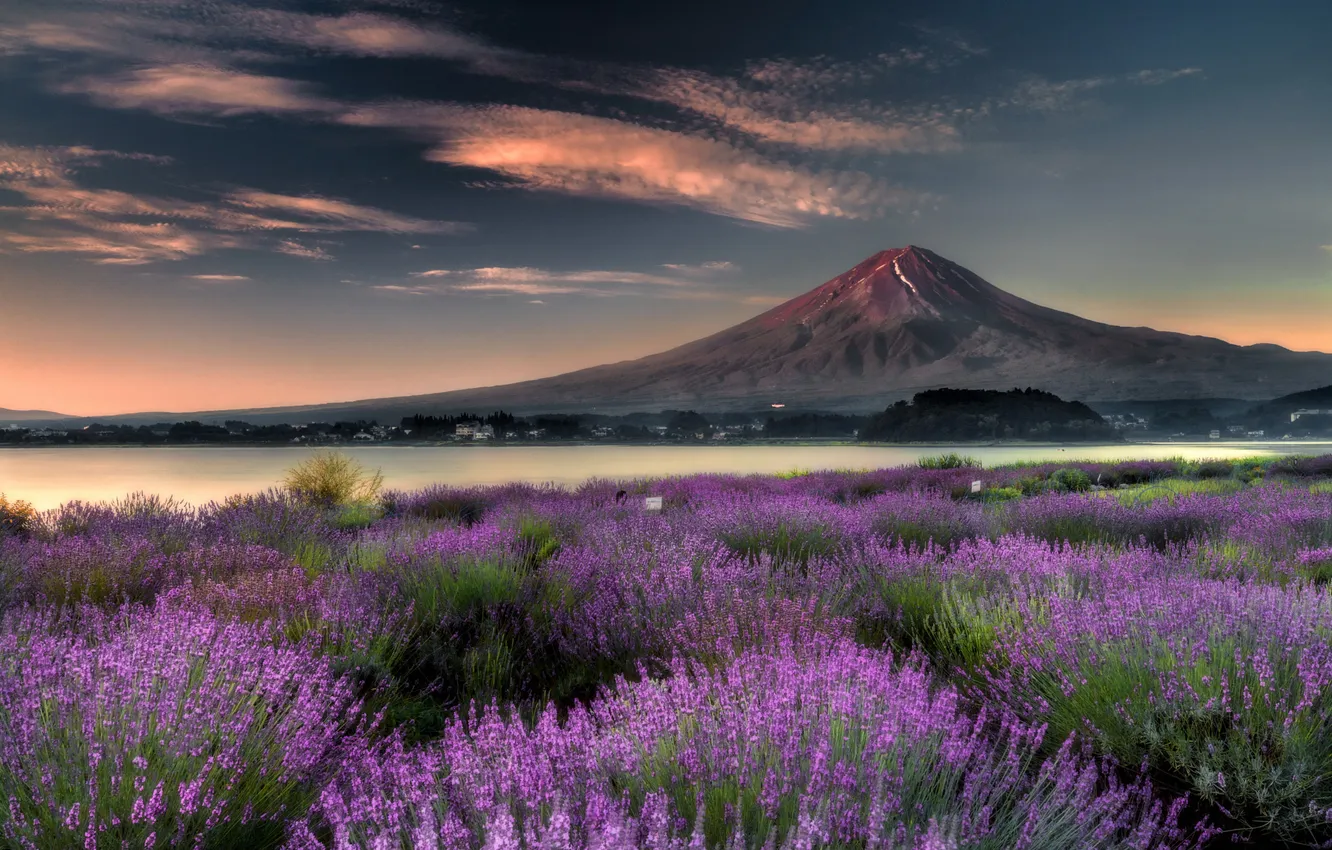 Photo wallpaper flowers, mountains, pond, lavender, lavender field