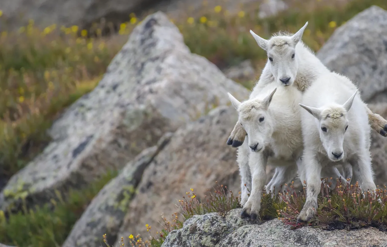Photo wallpaper stones, pyramid, trio, goat, Trinity, goat