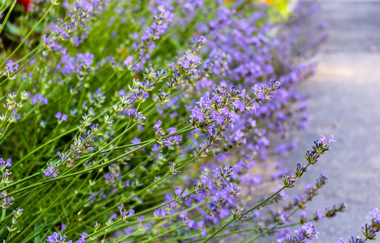 Photo wallpaper flowers, Lavanda, nature macro, blooming lavender, lavender flower, a flower on the street